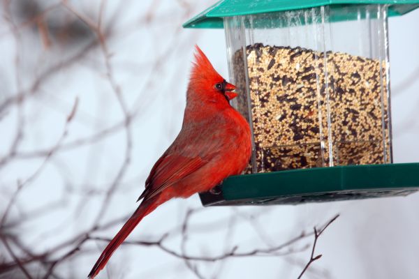Cost of Bird Feeder Hanging in Edison